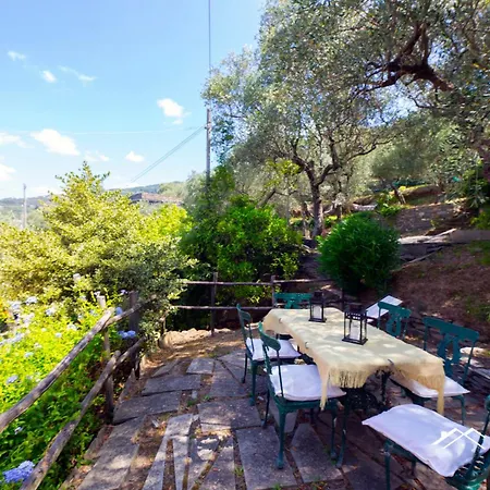 Among Olive Trees By The Sea By Tilo